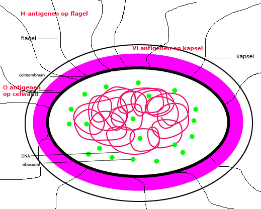 cel mat antigenen